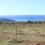 Berba maslina u Gracišću na Cresu