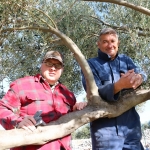 Berba maslina u Gracišću na Cresu