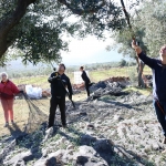 Berba maslina u Gracišću na Cresu