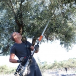 Berba maslina u Gracišću na Cresu