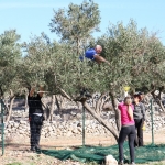 Berba maslina u Gracišću na Cresu