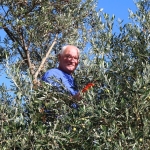 Berba maslina u Gracišću na Cresu