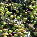 Berba maslina u Gracišću na Cresu