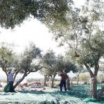 Berba maslina u Gracišću na Cresu